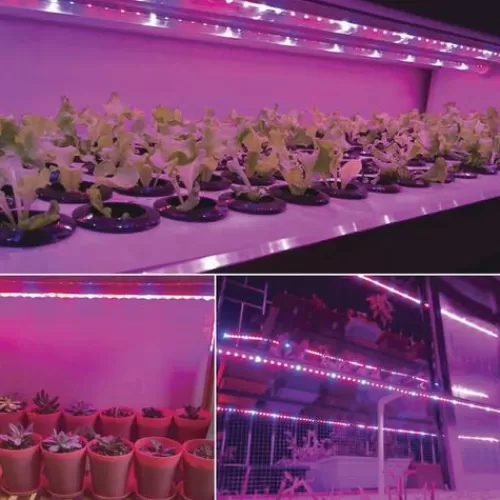 Cheap Patriot Lighting® 12′ Led Grow Tape Light>* Cheap